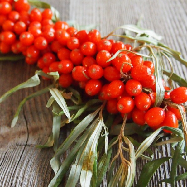 Marja tyrni tuli&nbsp;taloon