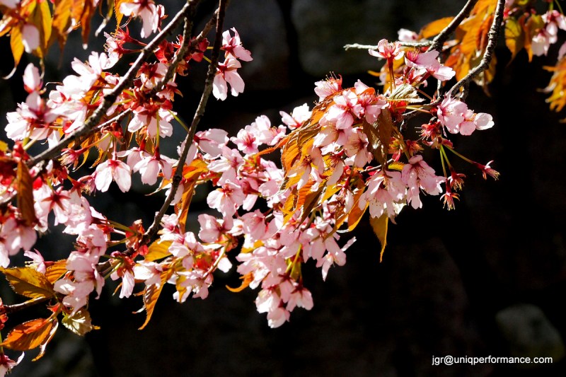 Cherry blossom | paleokeittio.fi